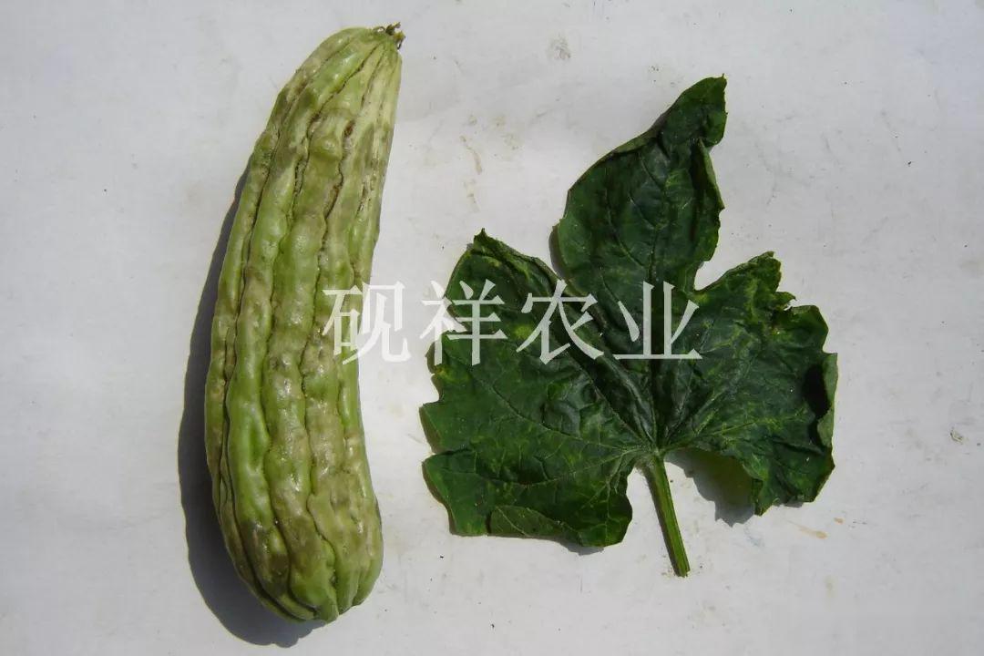 菜瓜栽培技术指导_菜瓜种植技术与病_菜瓜种植技术视频