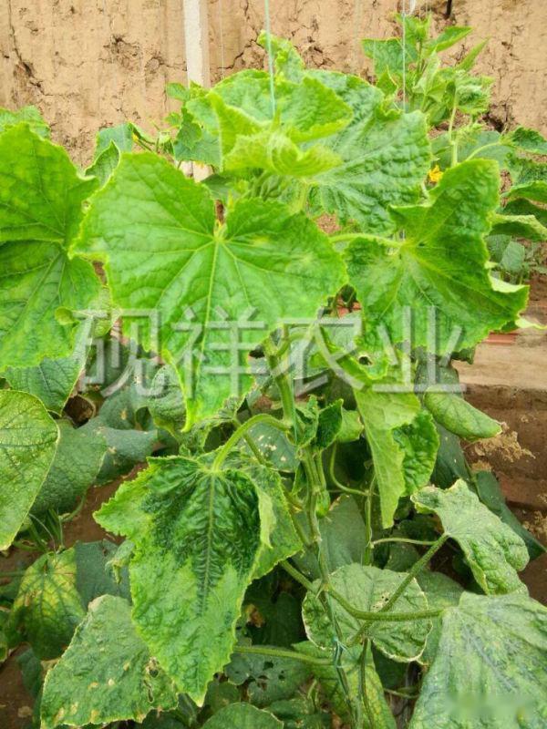 菜瓜栽培技术指导_菜瓜种植技术与病_菜瓜种植技术视频