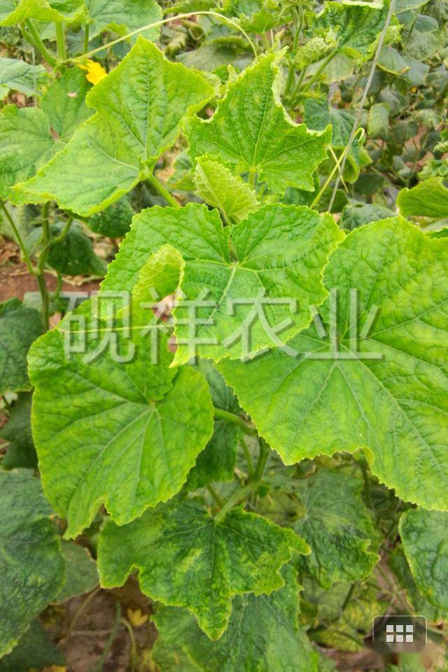 菜瓜种植技术视频_菜瓜种植技术与病_菜瓜栽培技术指导