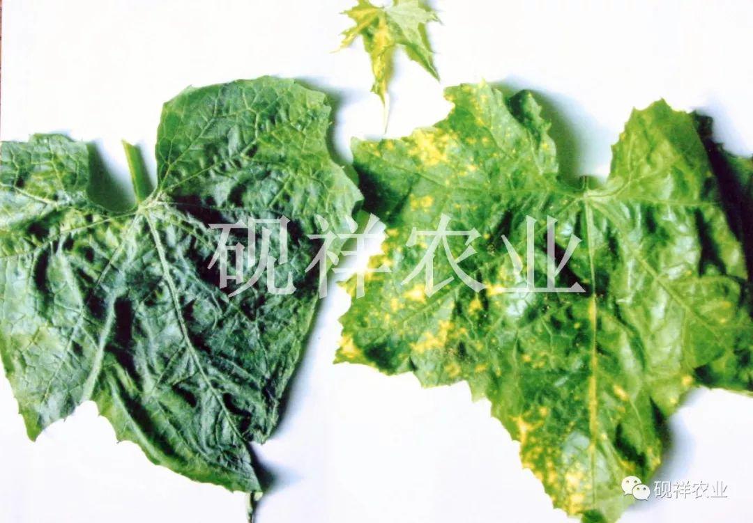 菜瓜栽培技术指导_菜瓜种植技术视频_菜瓜种植技术与病