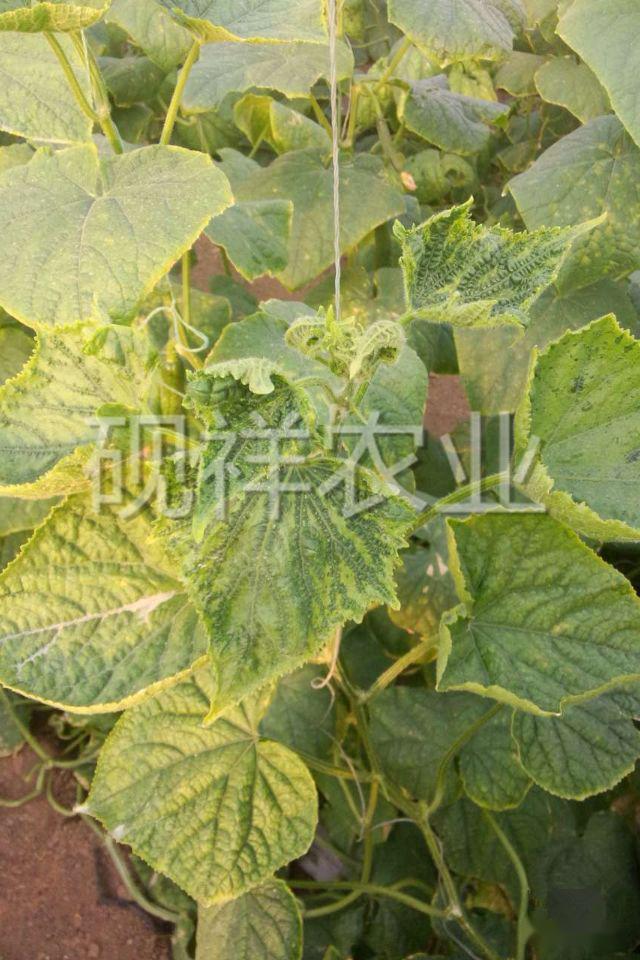 菜瓜栽培技术指导_菜瓜种植技术与病_菜瓜种植技术视频