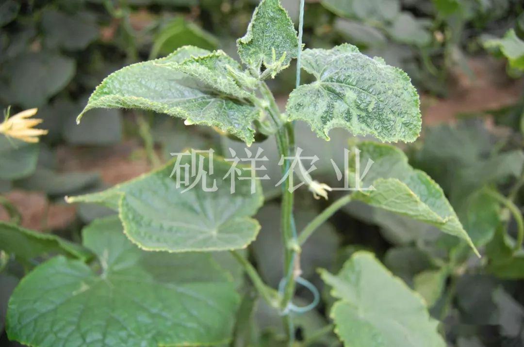 菜瓜栽培技术指导_菜瓜种植技术与病_菜瓜种植技术视频
