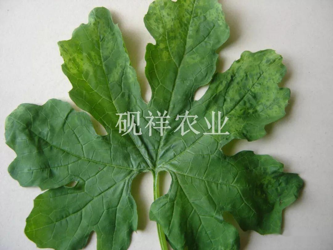 菜瓜种植技术视频_菜瓜栽培技术指导_菜瓜种植技术与病