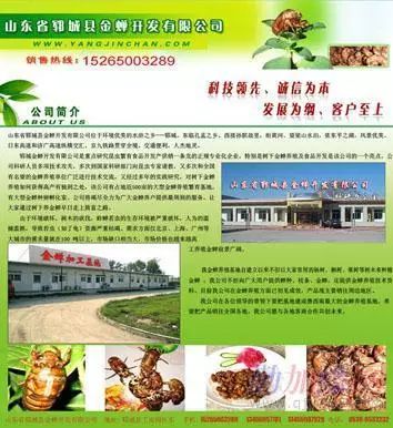 知了猴的自然种植技术_知了猴种植的土壤和气候条件_知了猴种苗多少钱