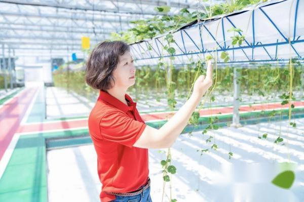 草莓养殖致富项目_养殖草莓赚钱吗_致富养殖草莓项目介绍