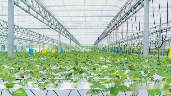 草莓养殖致富项目_致富养殖草莓项目介绍_养殖草莓赚钱吗