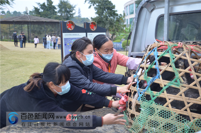 天鹅养殖场_天鹅养殖的技术要求_黑天鹅养殖技术视频