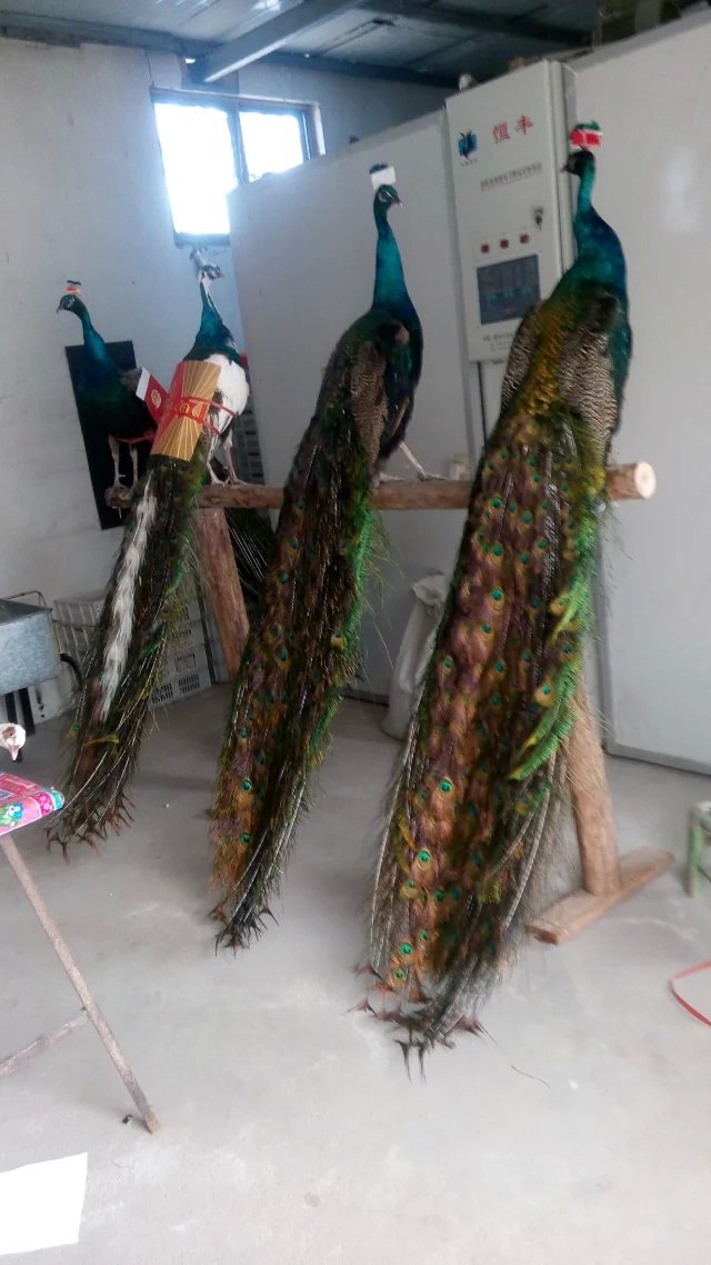 汾阳蓝孔雀幼苗价格