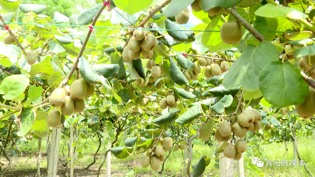 种植20亩地致富案例_致富种植果土地怎么样_土地种植致富果
