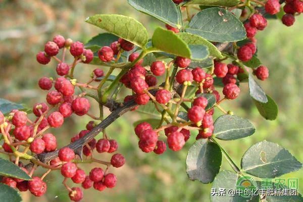 花椒种植技术视频_花椒种植技术_花椒种植技术大全