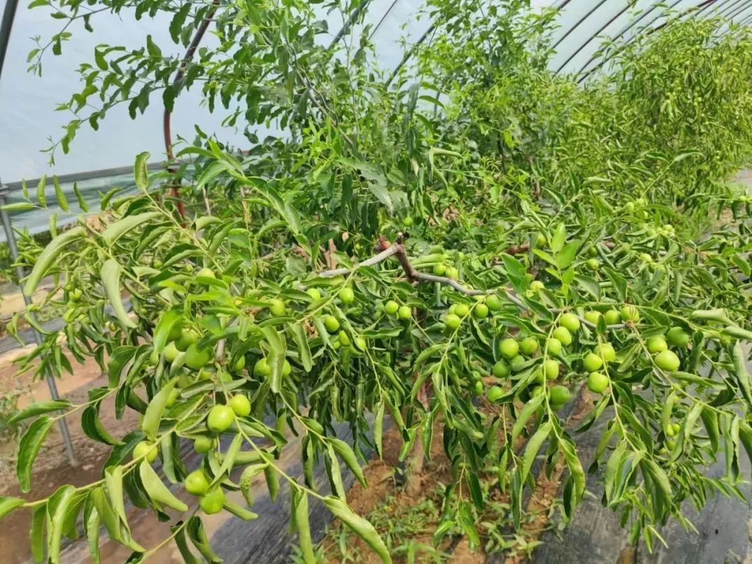 甘肃大棚厂家_甘肃省大棚种植基地_甘肃种植大棚致富