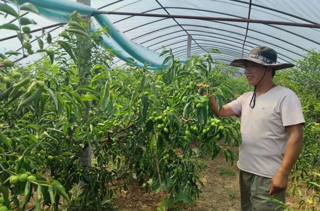 甘肃大棚厂家_甘肃种植大棚致富_甘肃省大棚种植基地