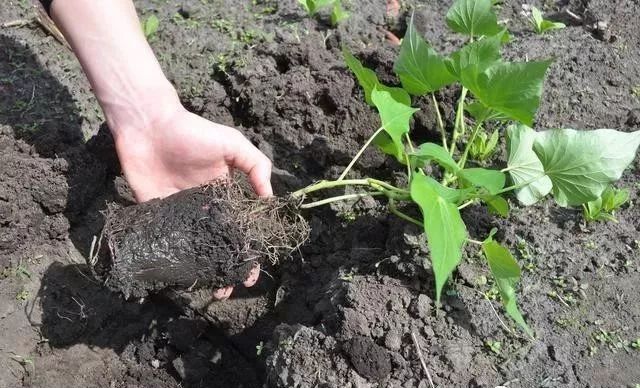 红薯种植高产管理技术视频_红薯高产种植法_红薯高产栽培技术视频