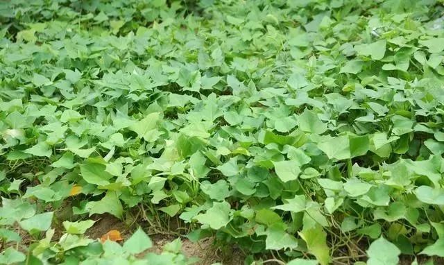 红薯高产种植法_红薯高产栽培技术视频_红薯种植高产管理技术视频