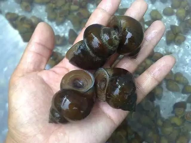 泥鳅种植致富项目_致富经泥鳅养殖_泥鳅养殖致富