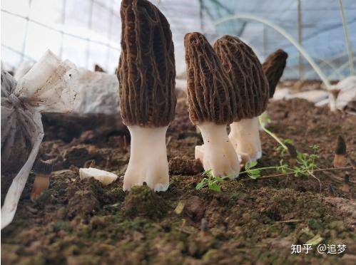 郏县薛店镇：小小羊肚菌促增产增收致富 助力乡村振兴