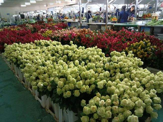 剑兰花种植基地_剑兰种植_昆明种植剑兰致富