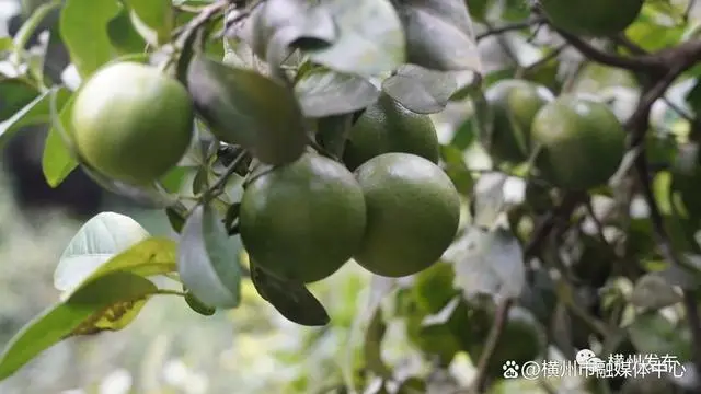 湖南柠檬种植致富_湖南柠檬树_2021种植柠檬前景