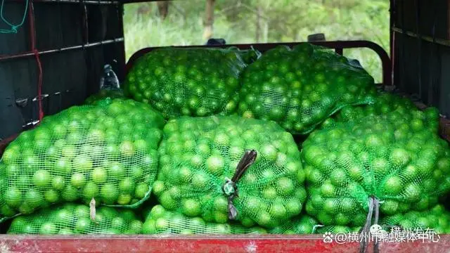 2021种植柠檬前景_湖南柠檬种植致富_湖南柠檬树