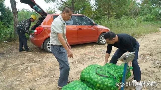 湖南柠檬种植致富_2021种植柠檬前景_湖南柠檬树