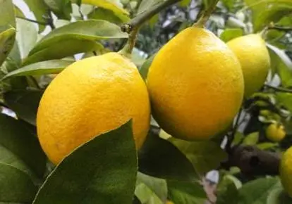 柠檬种植基地_湖南柠檬种植致富_2021种植柠檬前景