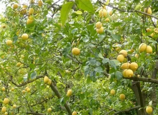 柠檬种植基地_湖南柠檬种植致富_2021种植柠檬前景