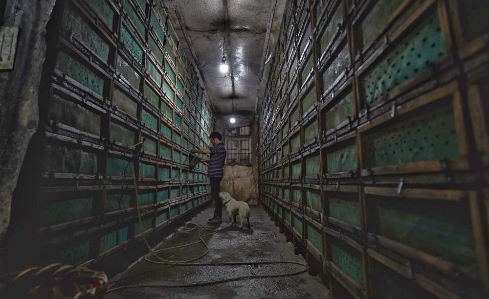 蜗牛养殖地址_致富经蜗牛养殖视频_黑龙江养殖蜗牛致富新闻