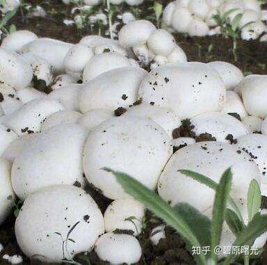 蘑菇种植技术视频教程_磨菇种植技术_哪里可以学蘑菇种植技术