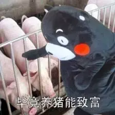 肉猪养殖前景_养殖猪肉致富_猪肉养殖场