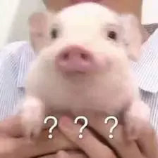 肉猪养殖前景_养殖猪肉致富_猪肉养殖场