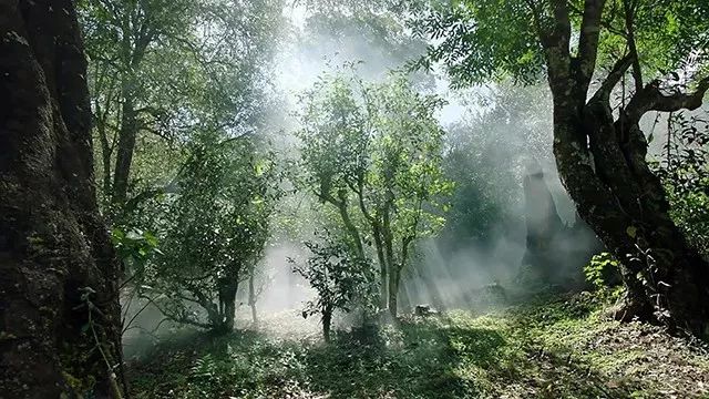 第一次听说四川还有古茶树？钟渭基谈谈四川野生大茶树