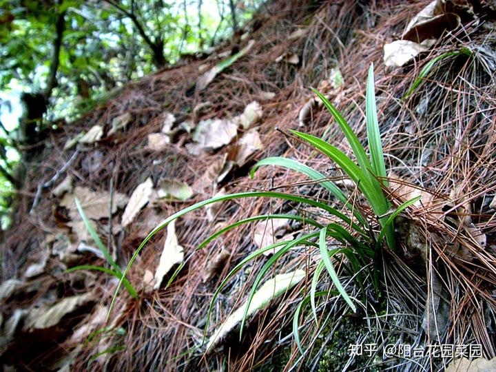 致富经兰花种植视频_兰花种植致富经_致富兰花种植时间