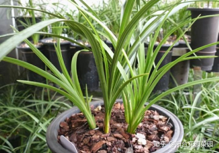 致富兰花种植时间_兰花种植致富经_致富经兰花种植视频