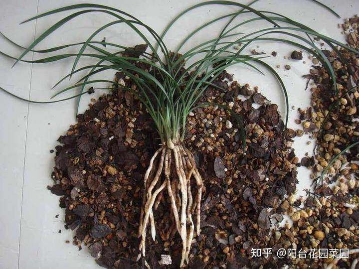 兰花种植致富经_致富兰花种植时间_致富经兰花种植视频