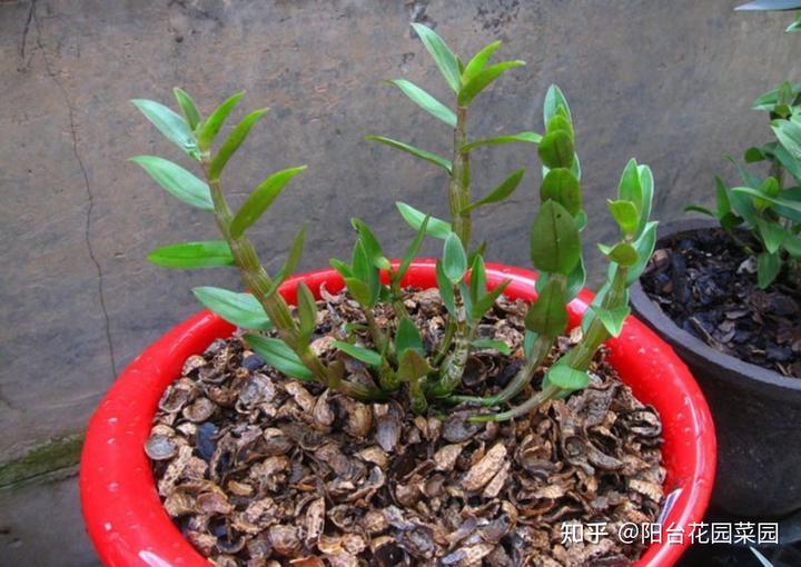 致富经兰花种植视频_兰花种植致富经_致富兰花种植时间