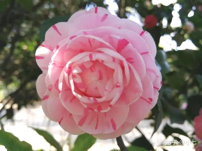 致富经兰花种植视频_致富兰花种植时间_兰花种植致富经