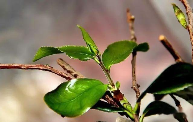 老茶树价值_致富经老茶树_农村老茶树