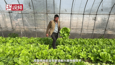 “菜老大”专注种菜30年：一人富不算富，一群人富才算