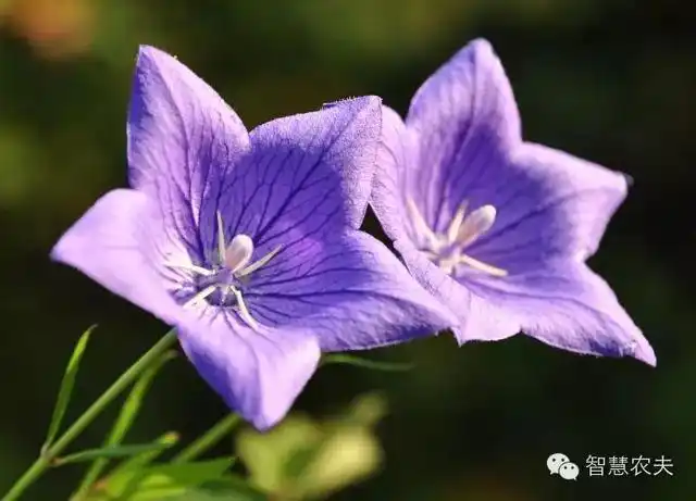 致富经栏目种植金银花_致富经金银花_农村靠种金银花致富人