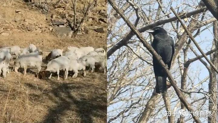 乌鸦成群盘踞，每年都啄瞎啄食20多只羊羔，养殖场老板无计可防