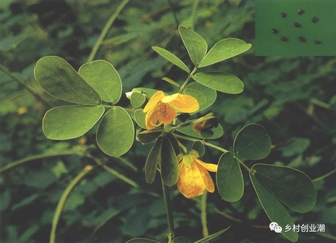 菊花的种植管理技术_菊花种植管理技术视频_菊花种植技术与栽培管理