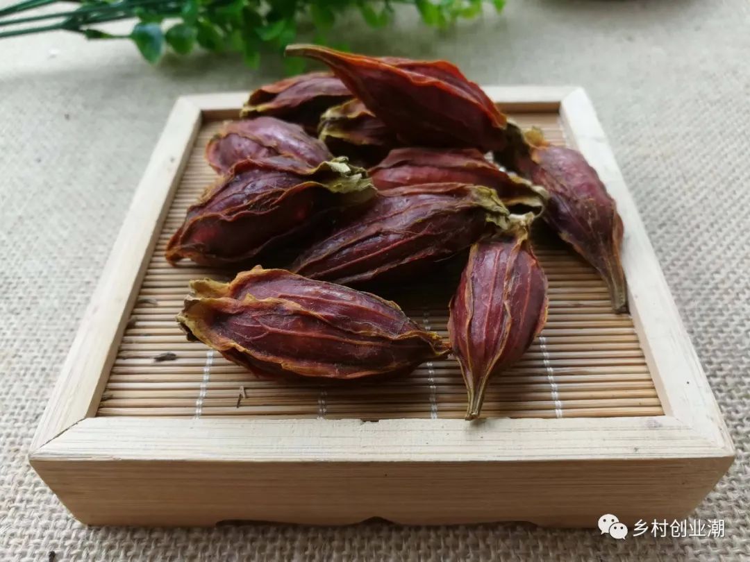 菊花种植技术与栽培管理_菊花种植管理技术视频_菊花的种植管理技术