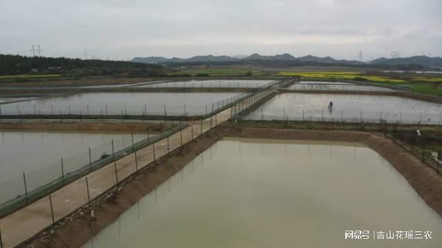 稻田养鳖技术视频_有机水稻蛙鳖养殖技术_稻蛙养殖可行报告