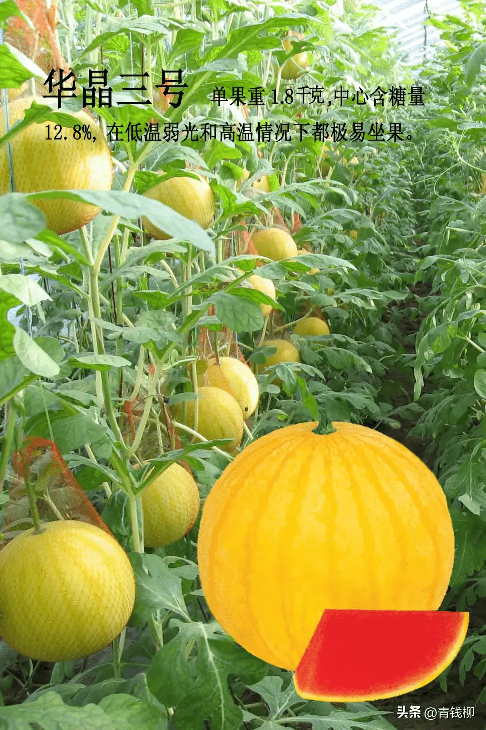 设施草莓套种小果型西瓜高效栽培技术