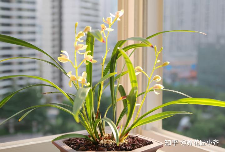 阳台养兰有技巧，按照“喜好”做充足，想养不好都难