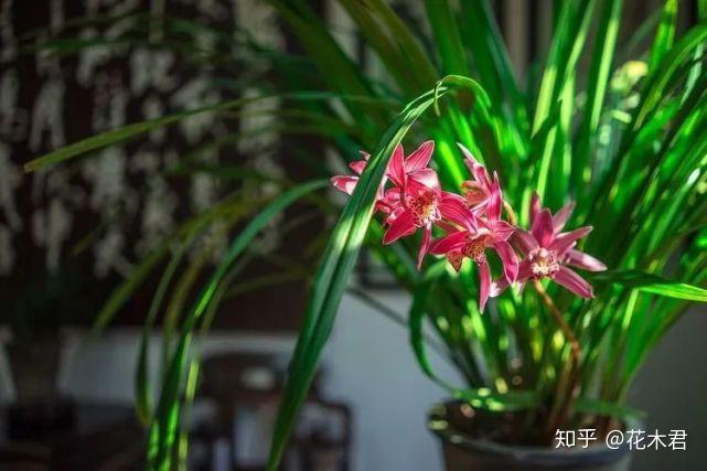 兰花养护|关于兰花秋季蓺养的经验浅谈