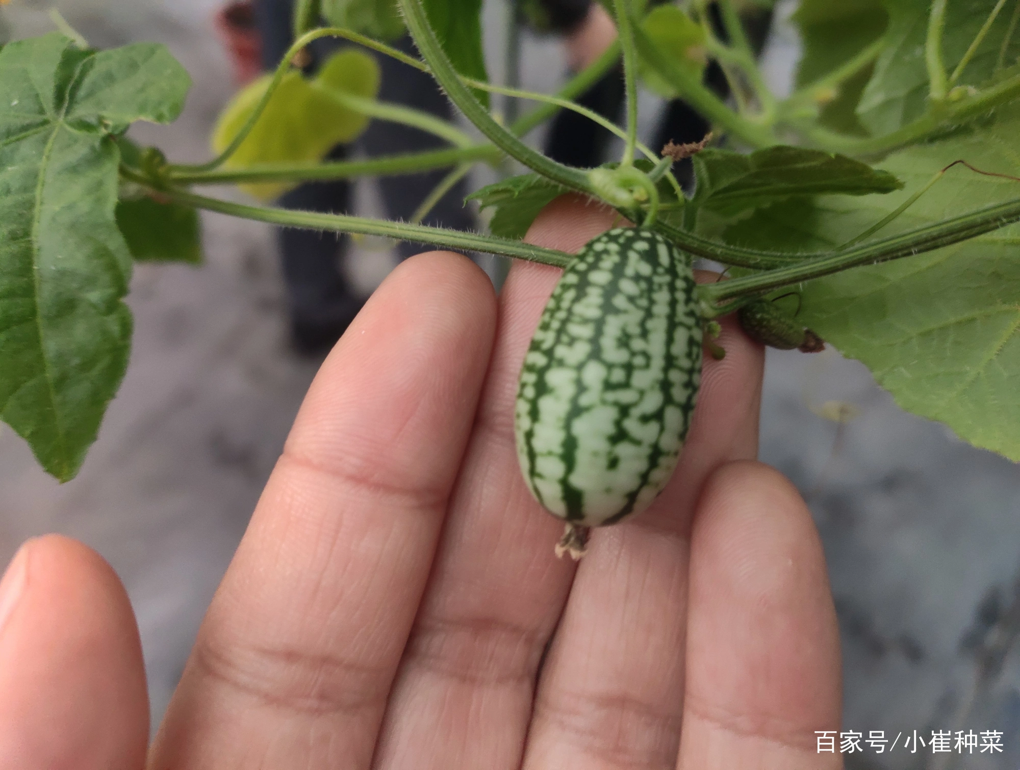 拇指西瓜的栽培技术