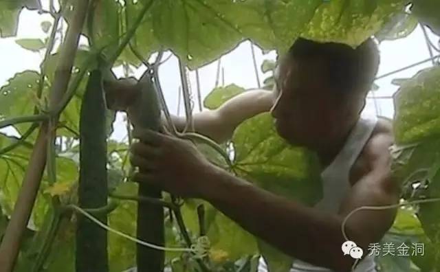 致富经有机种植_种植致富经创业项目_种植致富宝典