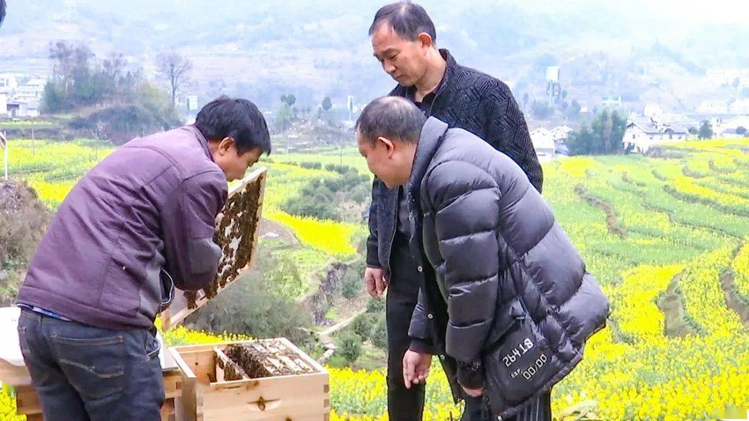 蜜蜂瓶子图片_致富经瓶子养蜜蜂视频_蜜蜂在瓶子里怎样养