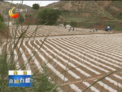 致富经有机种植_种植致富新项目_种植致富经创业项目
